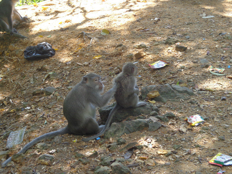 Monkey chilling spoilt by the litter