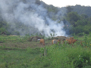 Cows on Lombok