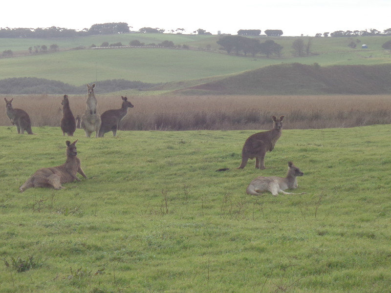 Wild kangaroos :)