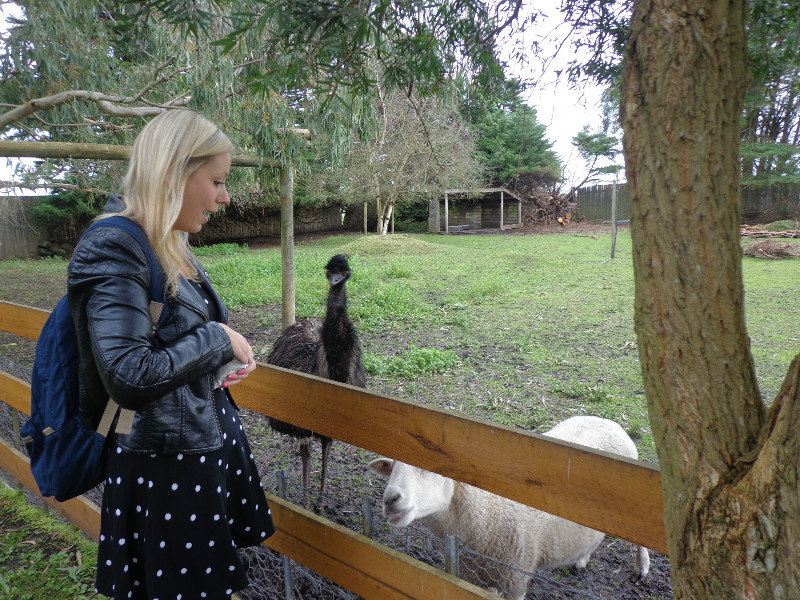 Katharine feeding a sheep but being stalked by an emu!