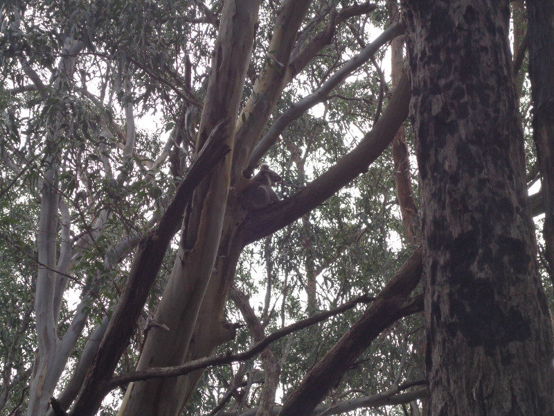 Spotted! A koala in the wild :)