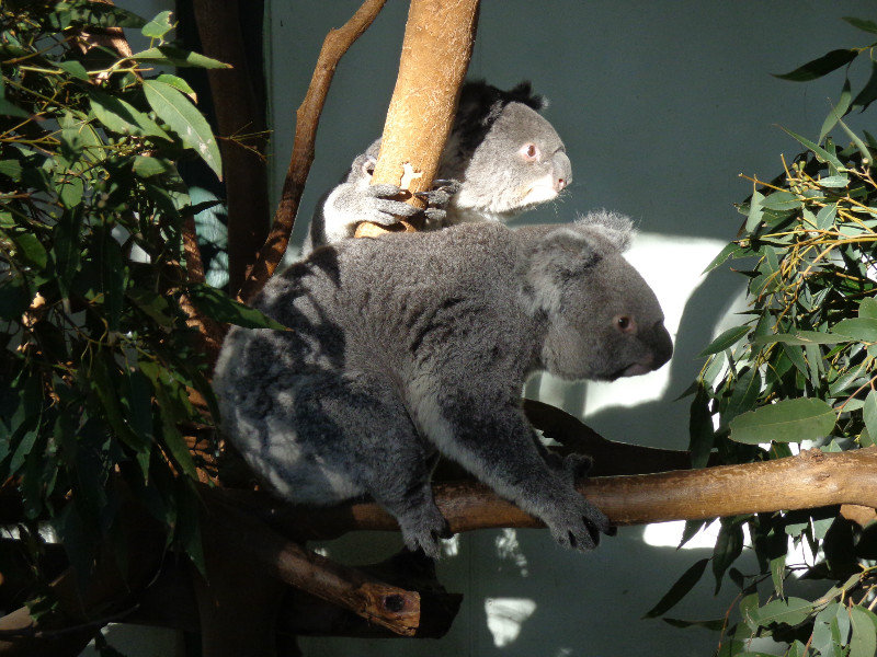 More koalas!