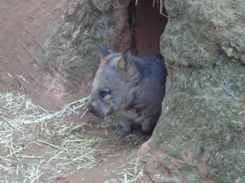 Wombat 3!