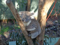 More koalas!