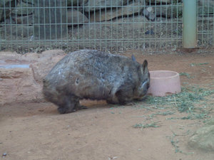 Wombat!