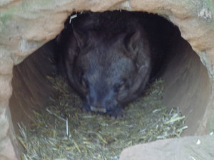 Wombat 2!