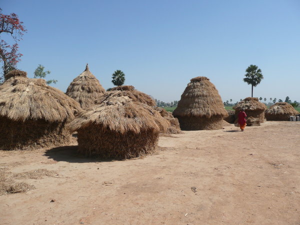 Stray huts to store rice