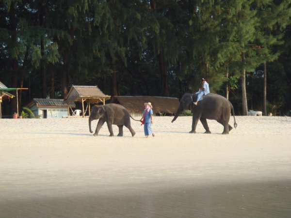 Elephants on the beach...of course