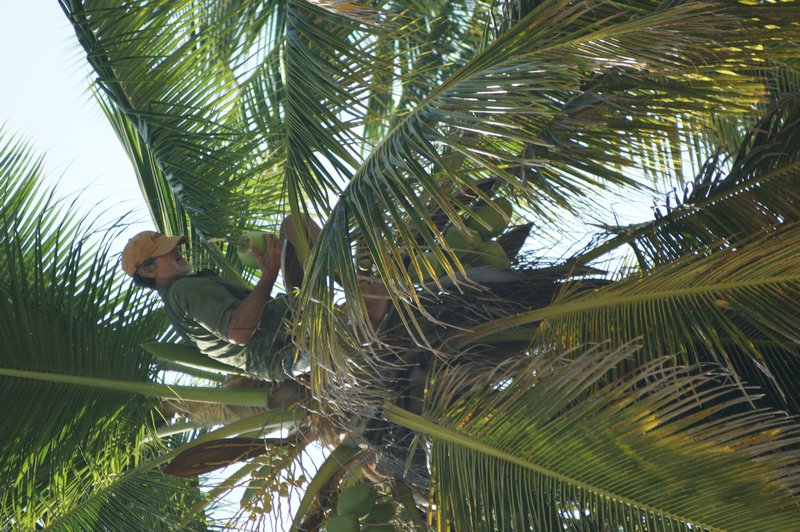Coconut Monkey Man
