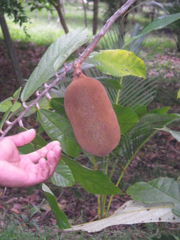 Jungle fruit