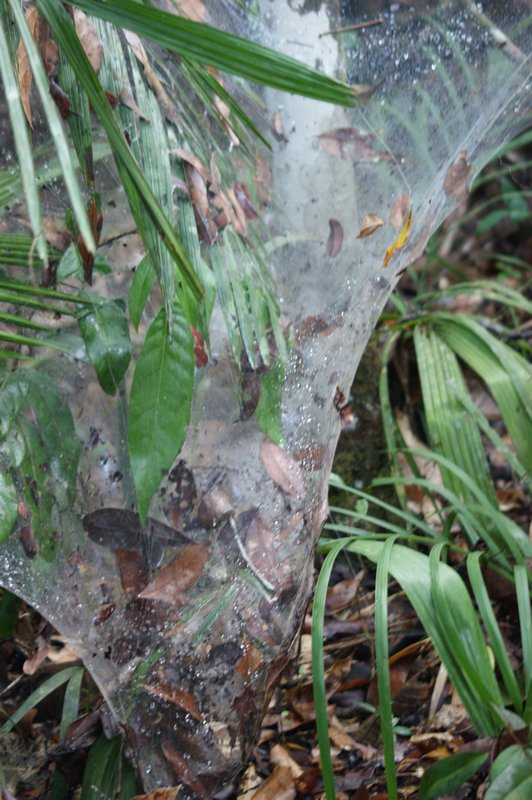 Now thats what I call a spider web 1