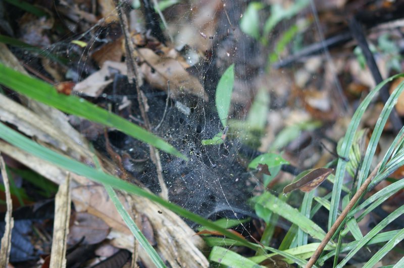 Now thats what I call a spider web 2