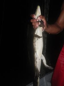 Night time capture of Caiman - small Amazonian croc