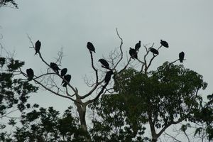 Crows (or like JJ called them, vultures), waiting for our impending demise 