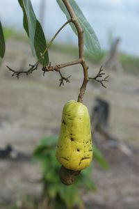 Interesting (we cannot remember) Amazon fruit