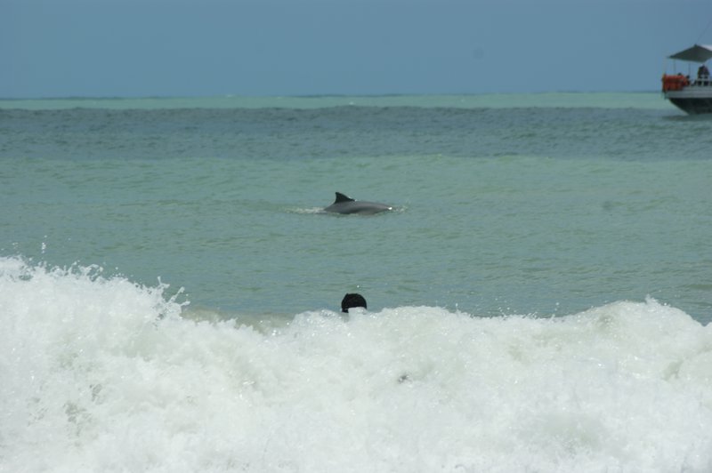 Popoludnie z delfinami 1