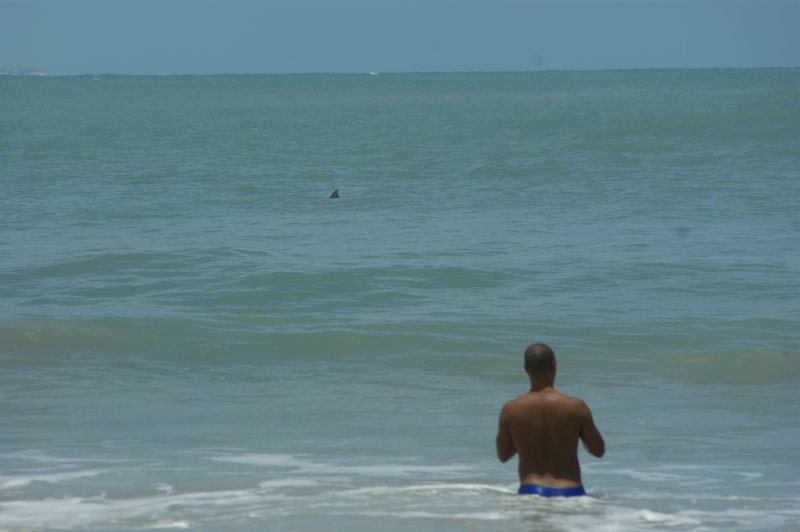 Popoludnie z delfinami 2