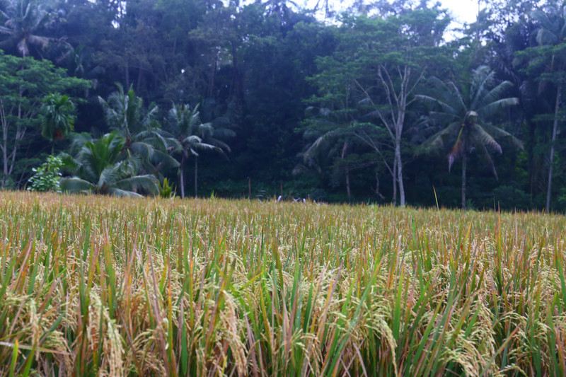 Tegalalang rice fields / pola ryzowe Tegalalang