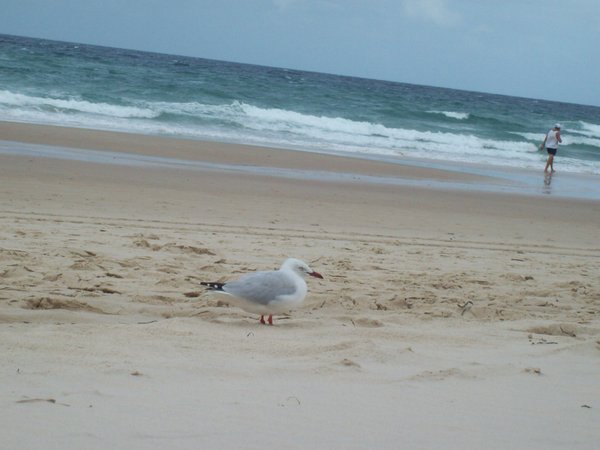 Seagull on the beach - could be ramsgate