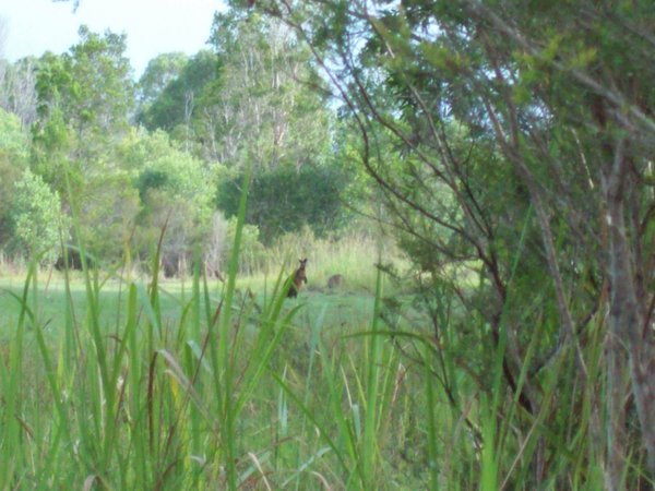The first kangaroo i saw, in the wild at Byron bay