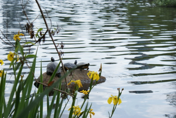 turtles in stanley park
