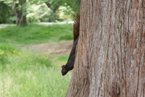 squirrel in stanley park