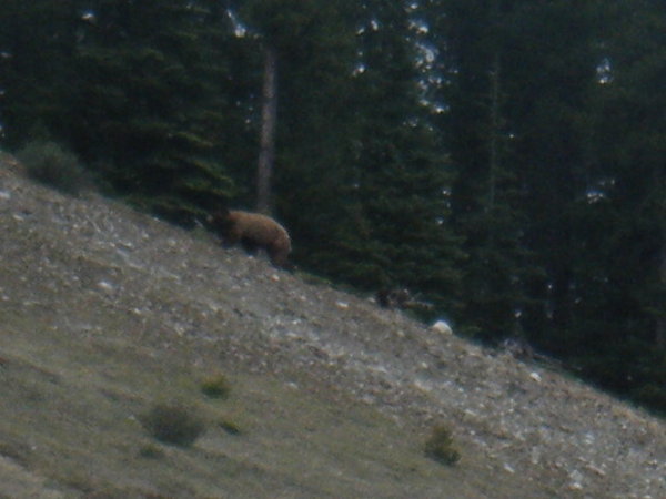 First grizzly bear i saw