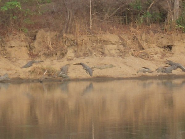 crocodiles at the watering hole