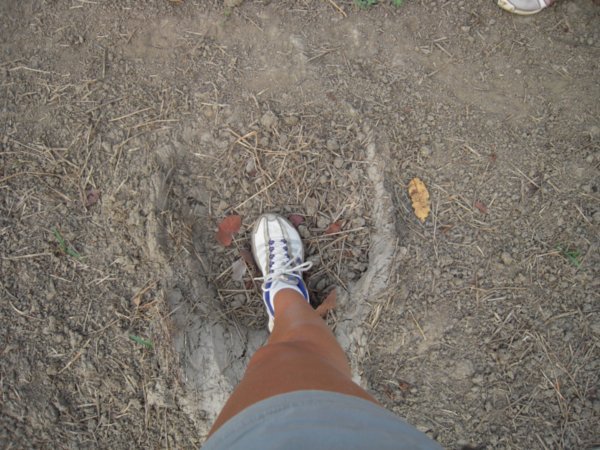 my foot in an elephant footprint