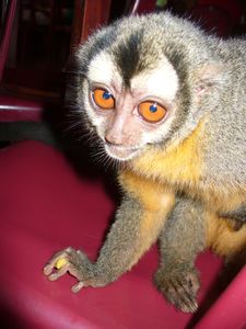 Un singe dont les yeux occupent le 3/4 de son visage... mais tellement adorable :D