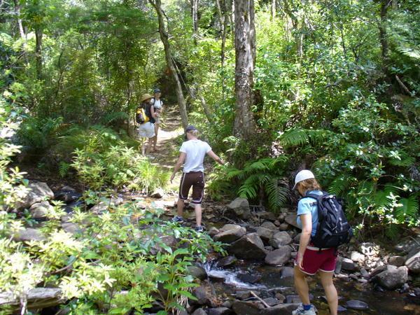 Waikawau Bay - bush walk