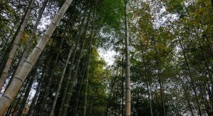 Huangshan (Bamboo Forrest)