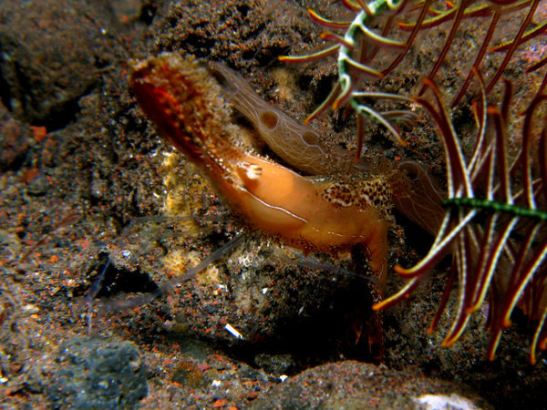 Palaemonid shrimp