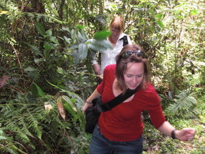 Mabira rainforest