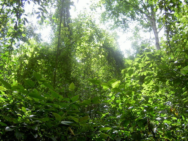 mabira rainforest