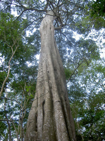 mabira rainforest