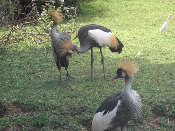 crested cranes at the wildlife center.
