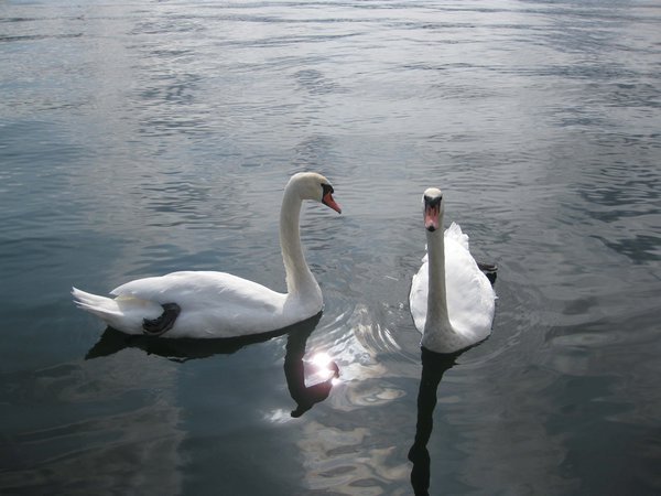 Swans.  Obviously