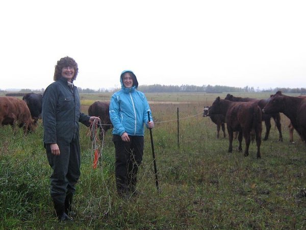 Moving cows in the pouring rain