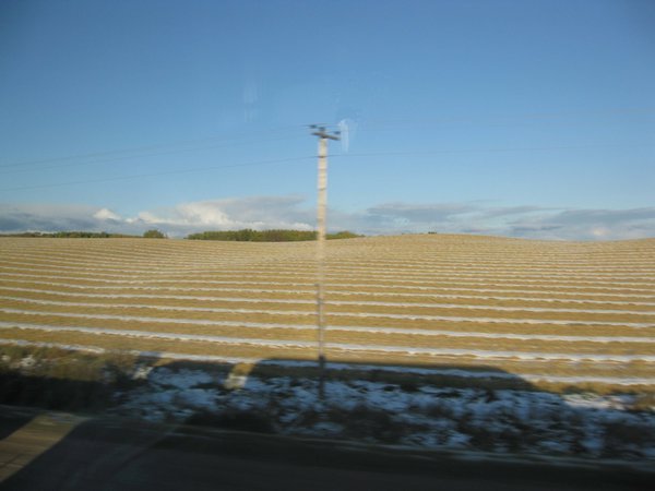 The prairies