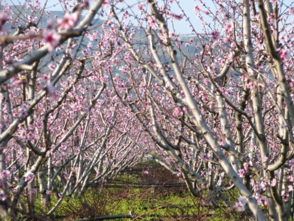 Pistachio trees in bloom