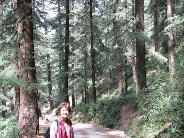 Trekking Around Shimla