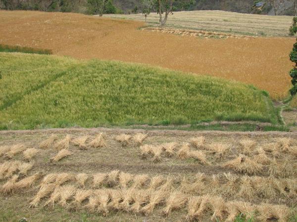 Wheat Sheaves, Terraced Fields