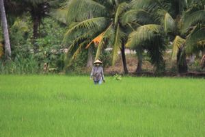 Weeding Rice Paddy