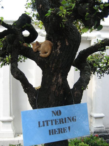 Kitten in a tree, Wat Pho