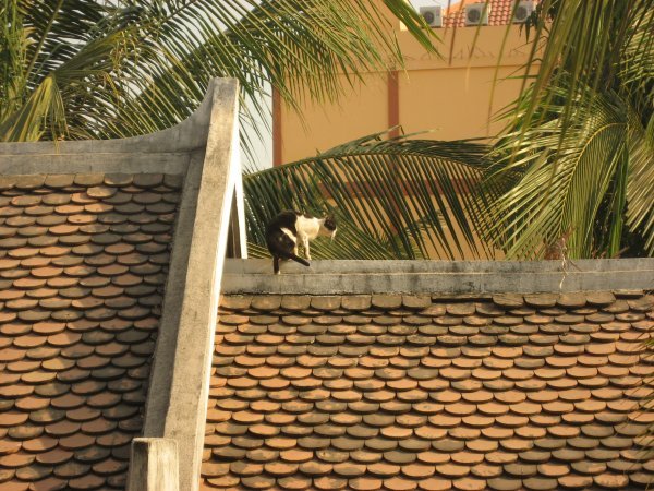 Roof cat