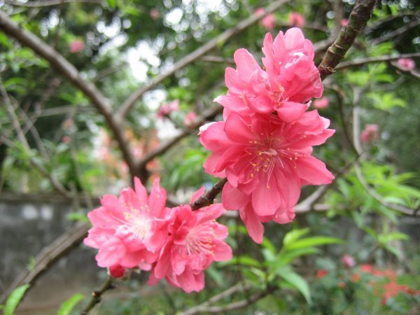blossoms