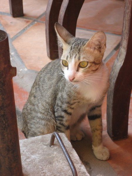 Khmer cat