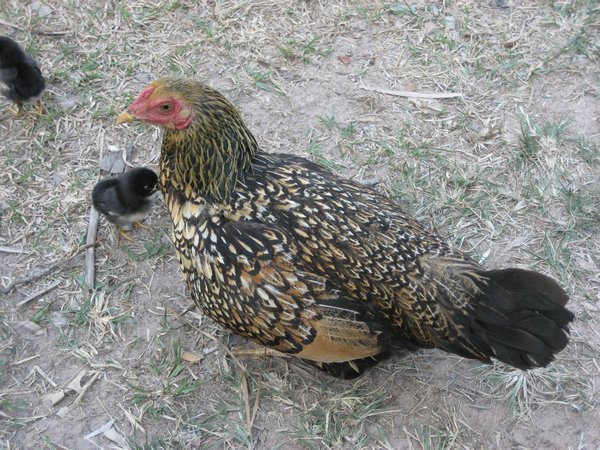 Pretty poultrry