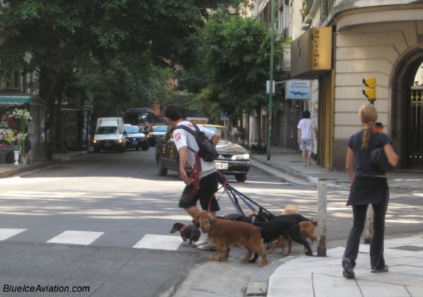 The "Dog Walkers" of Buenos Aires